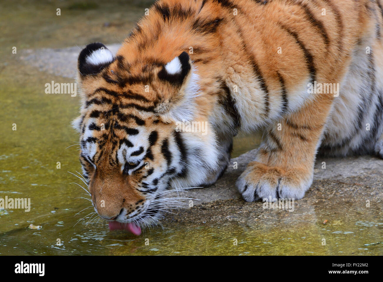 Jeune tigre de Sibérie (Panthera tigris altaica), boire, captive Banque D'Images