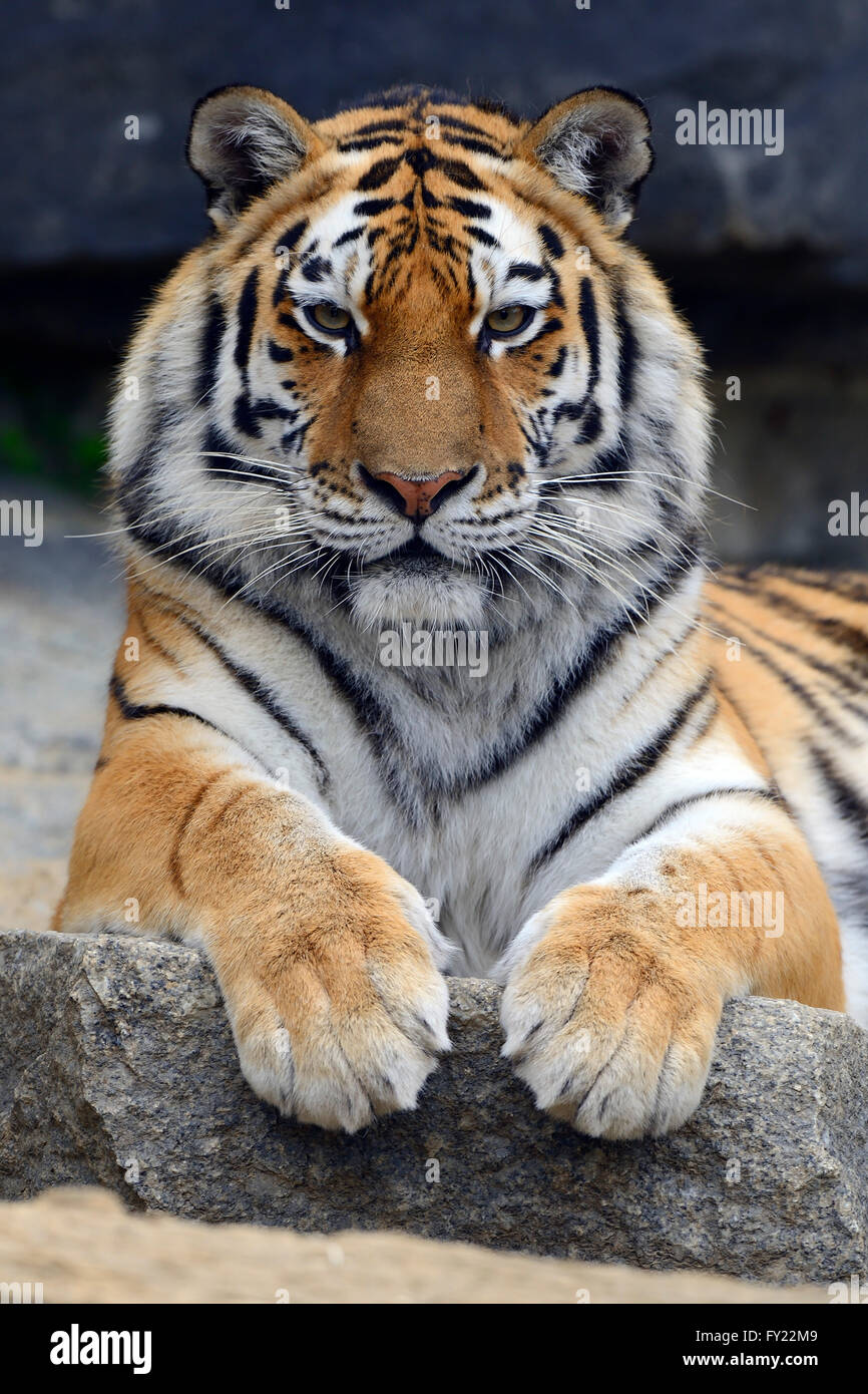 Jeune tigre de Sibérie (Panthera tigris altaica) portrait, captive Banque D'Images