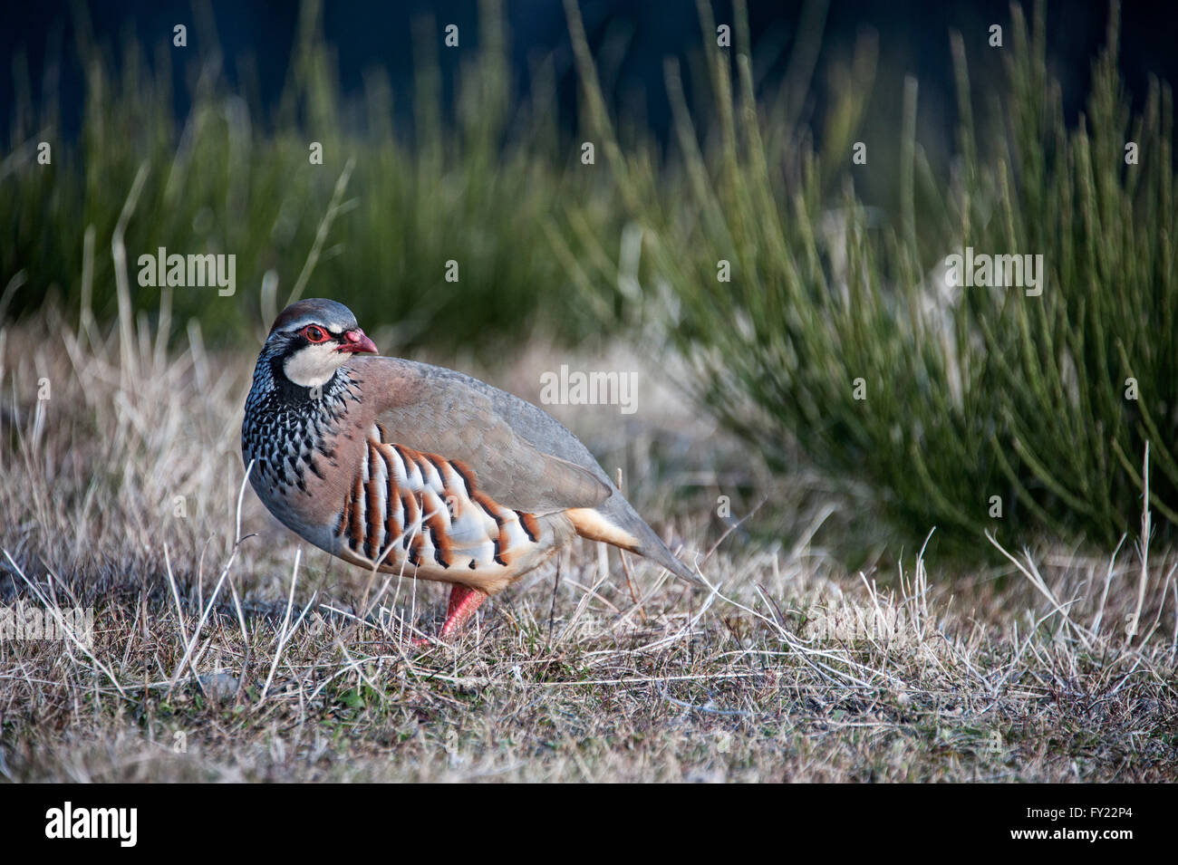 Red-legged Partridge (Alectoris rufa) au Pico do Arieiro, Madeira, Portugal Banque D'Images