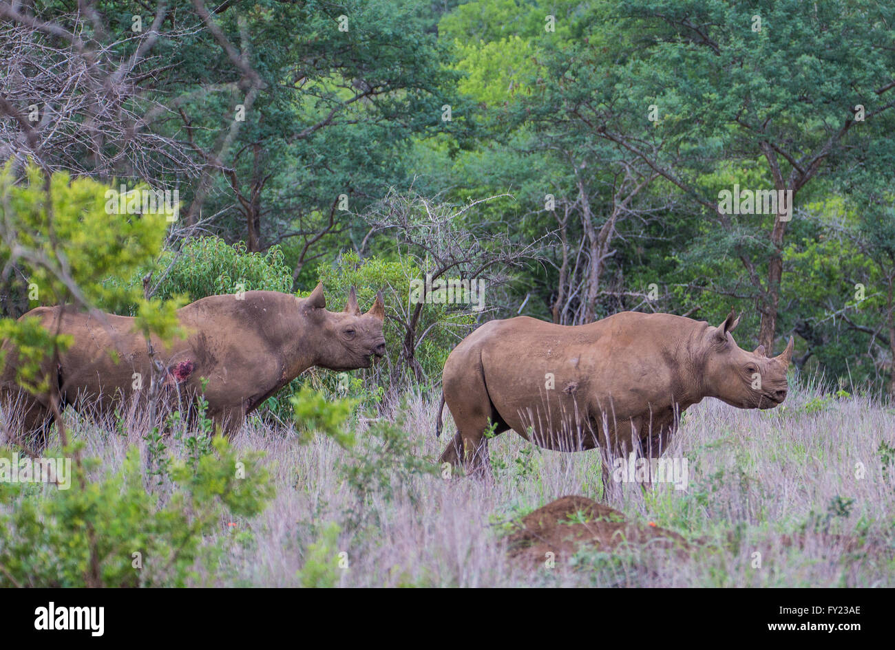 Le rhinocéros noir et veau Banque D'Images