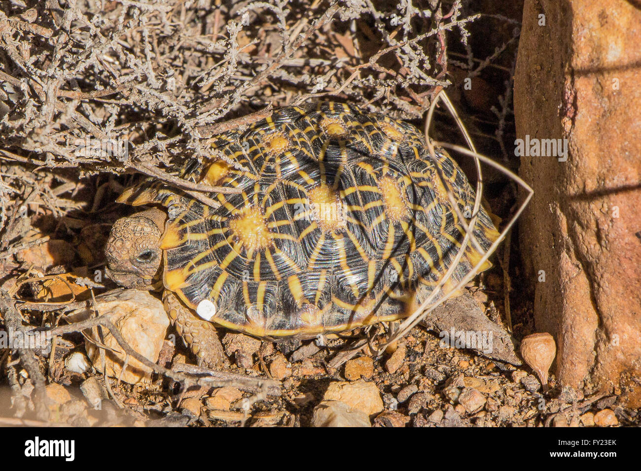 Bébé Tortue géométrique Banque D'Images