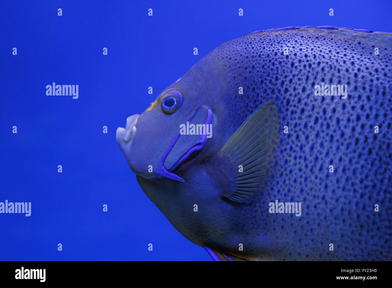 Close up de poissons tropicaux dans l'aquarium Banque D'Images