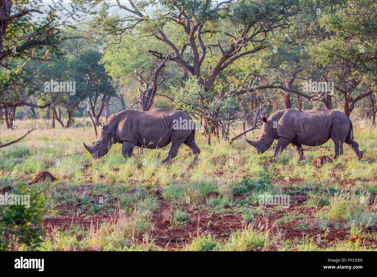 Rhinocéros blanc Banque D'Images