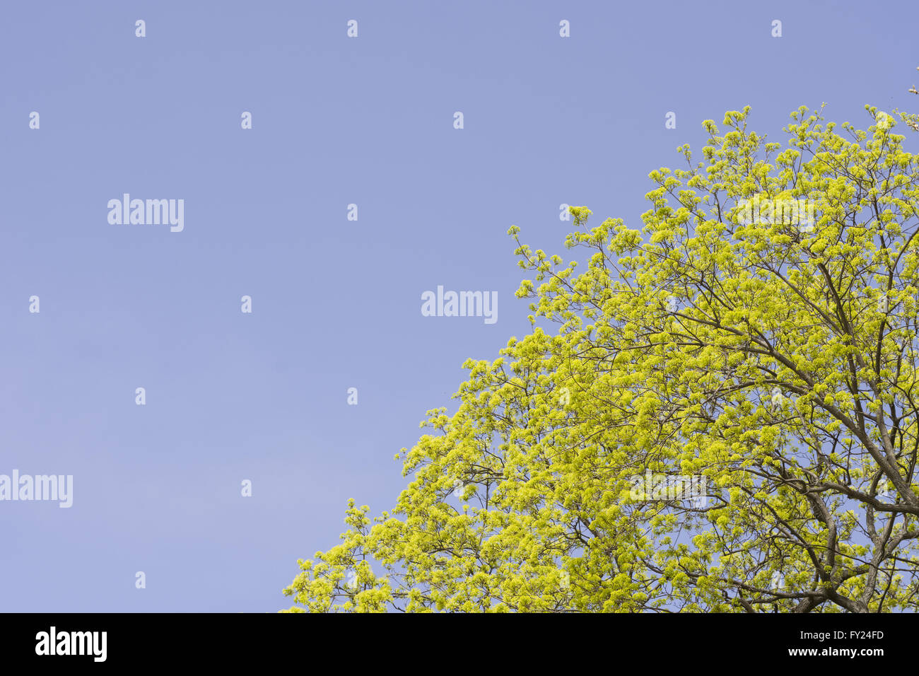 Arbre généalogique en herbe au printemps avec ciel bleu clair Banque D'Images