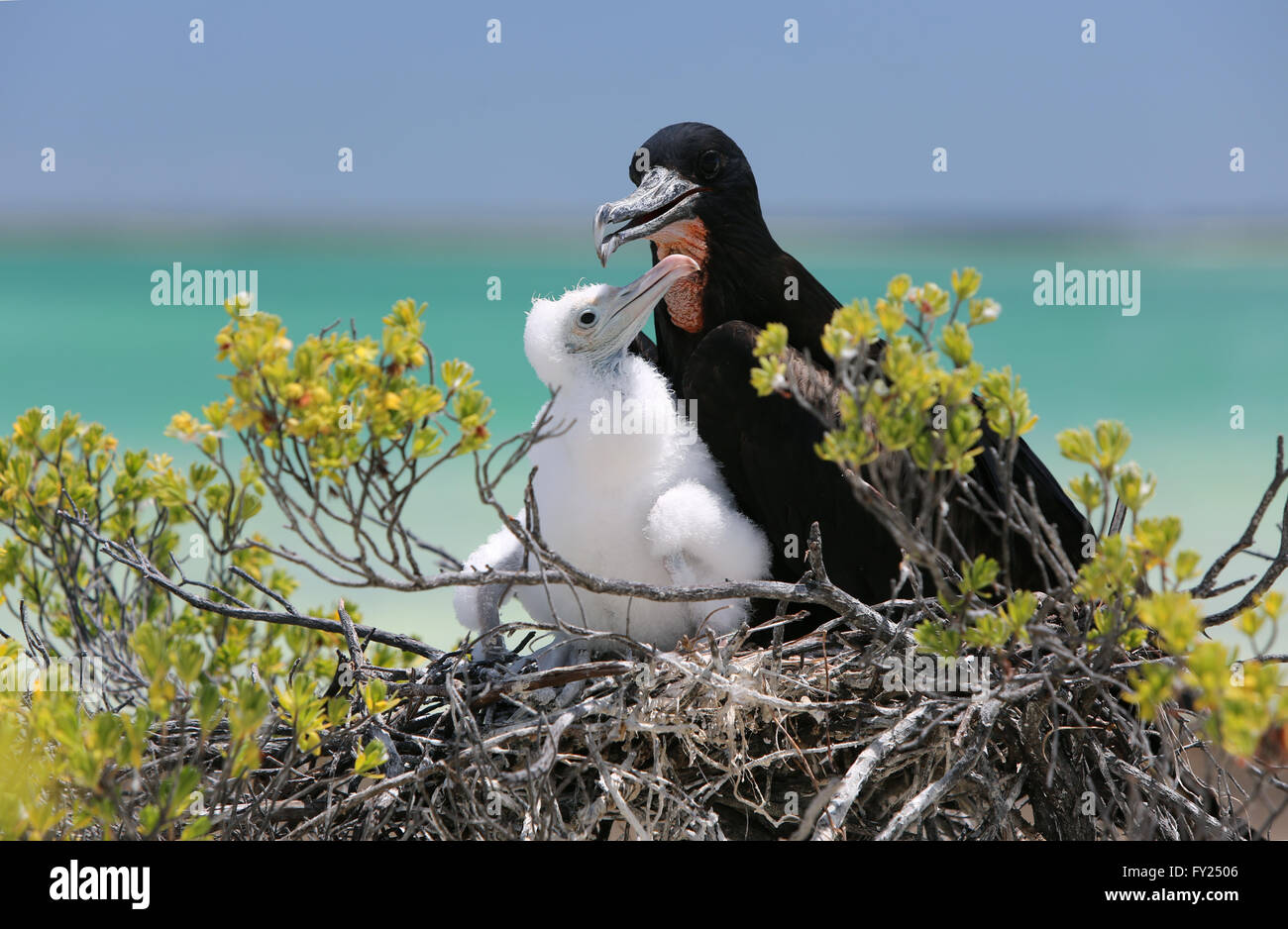 Grand mâle avec une frégate poussin dans le nid, l'île Christmas, Kiribati Banque D'Images