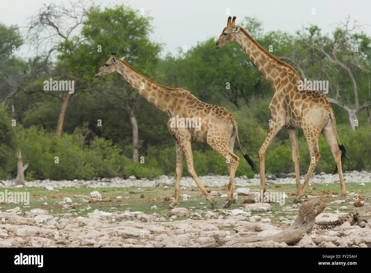 La girafe est un mammifère ongulé à longs doigts même, le plus grand animal terrestre vivant et le plus grand de ses espèces de ruminants. Banque D'Images