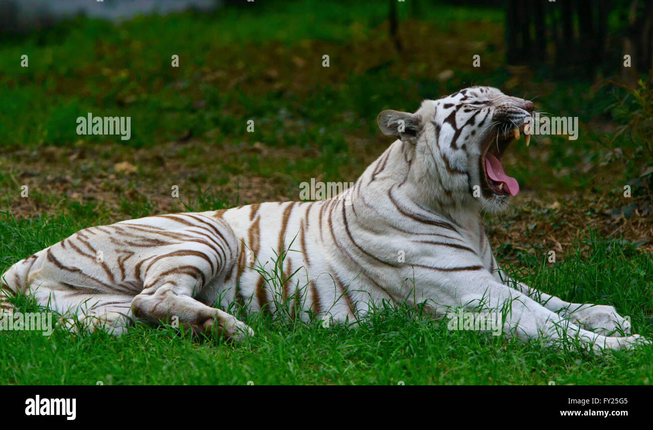 Gros bâillement puissant sur un après-midi d'un tigre blanc dans la jungle de l'Inde Banque D'Images