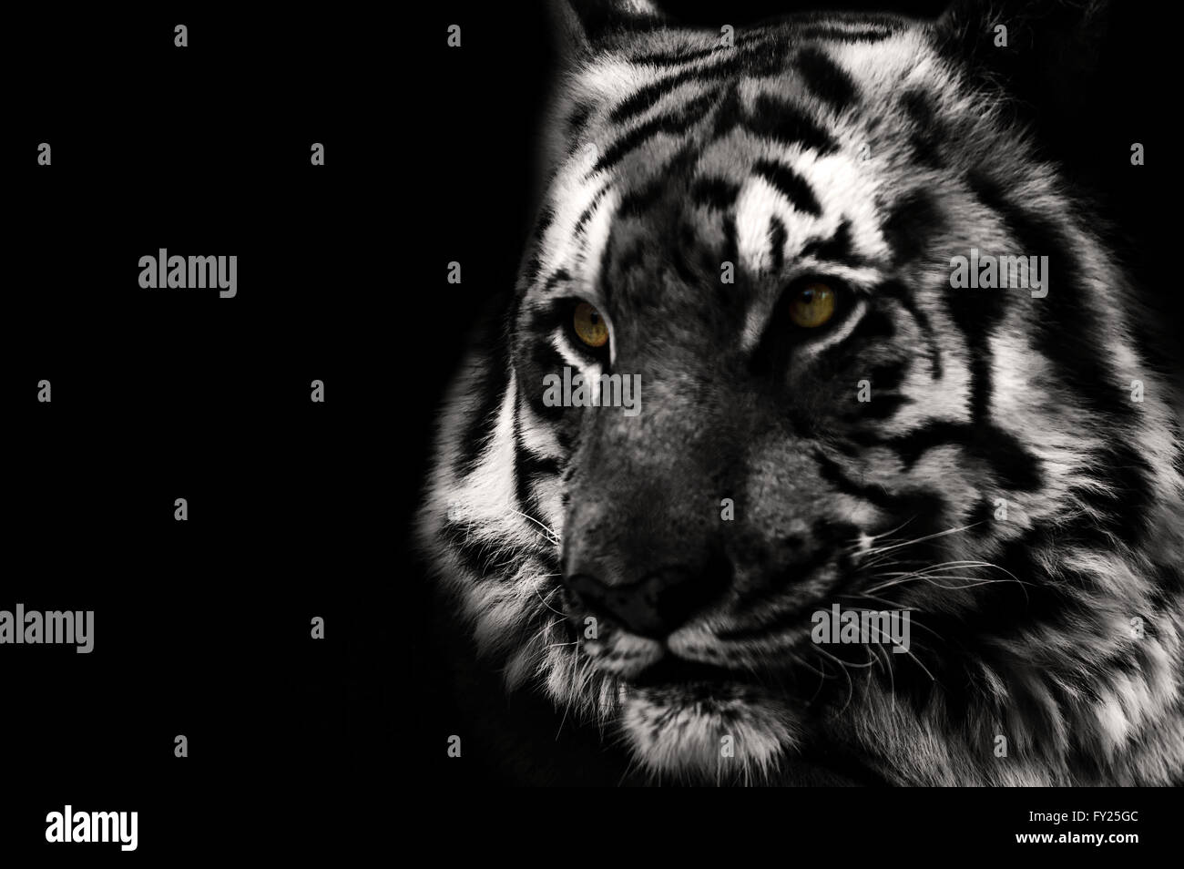 Portrait noir et blanc d'un Tigre Banque D'Images