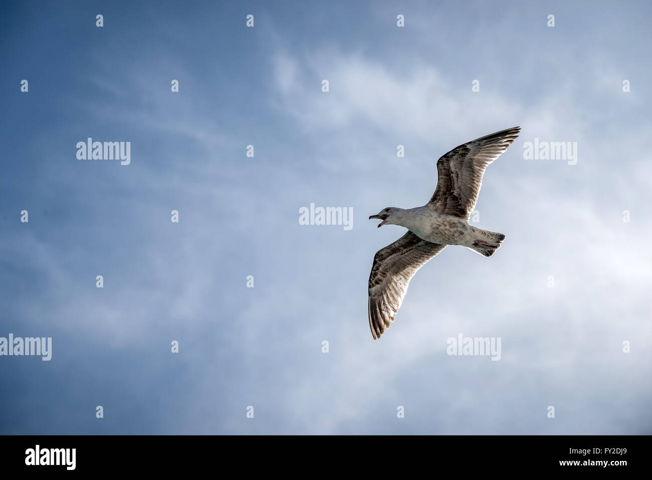 Une jeune mouette voler contre un ciel bleu. Banque D'Images