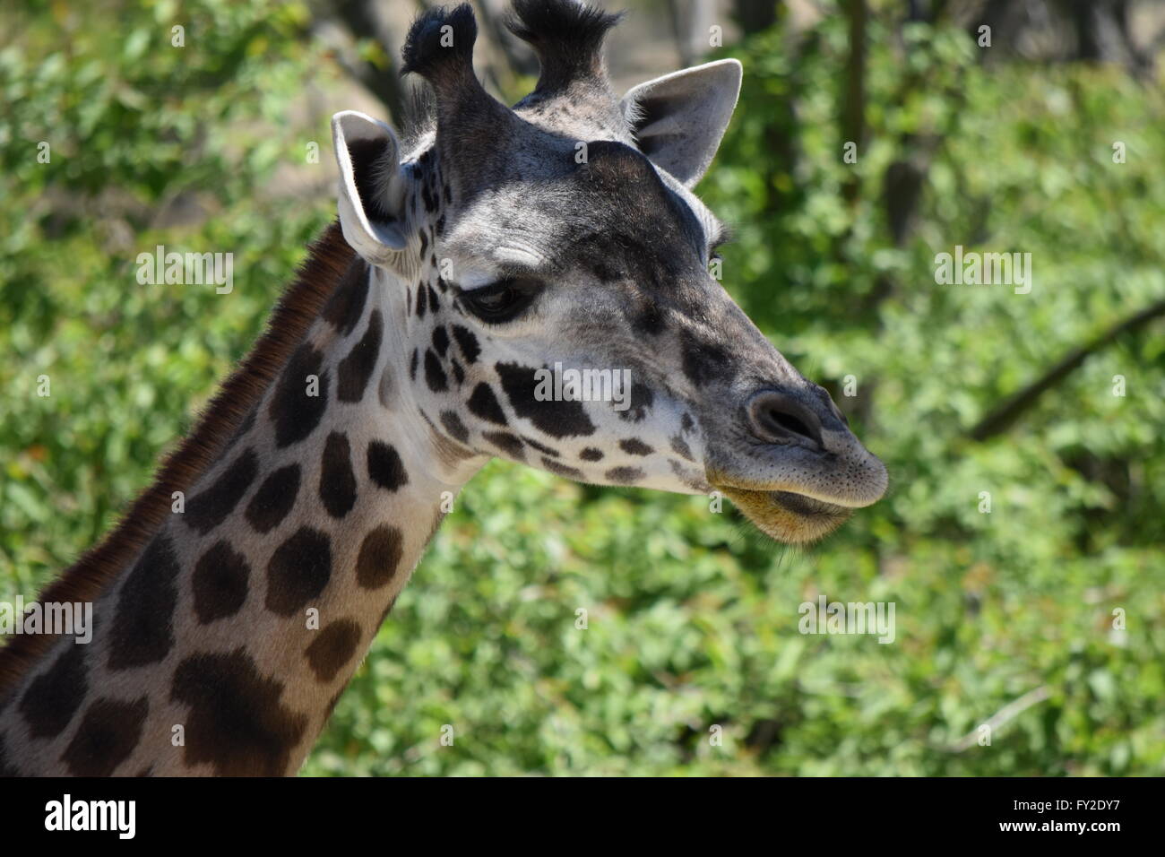 Girafe Banque D'Images