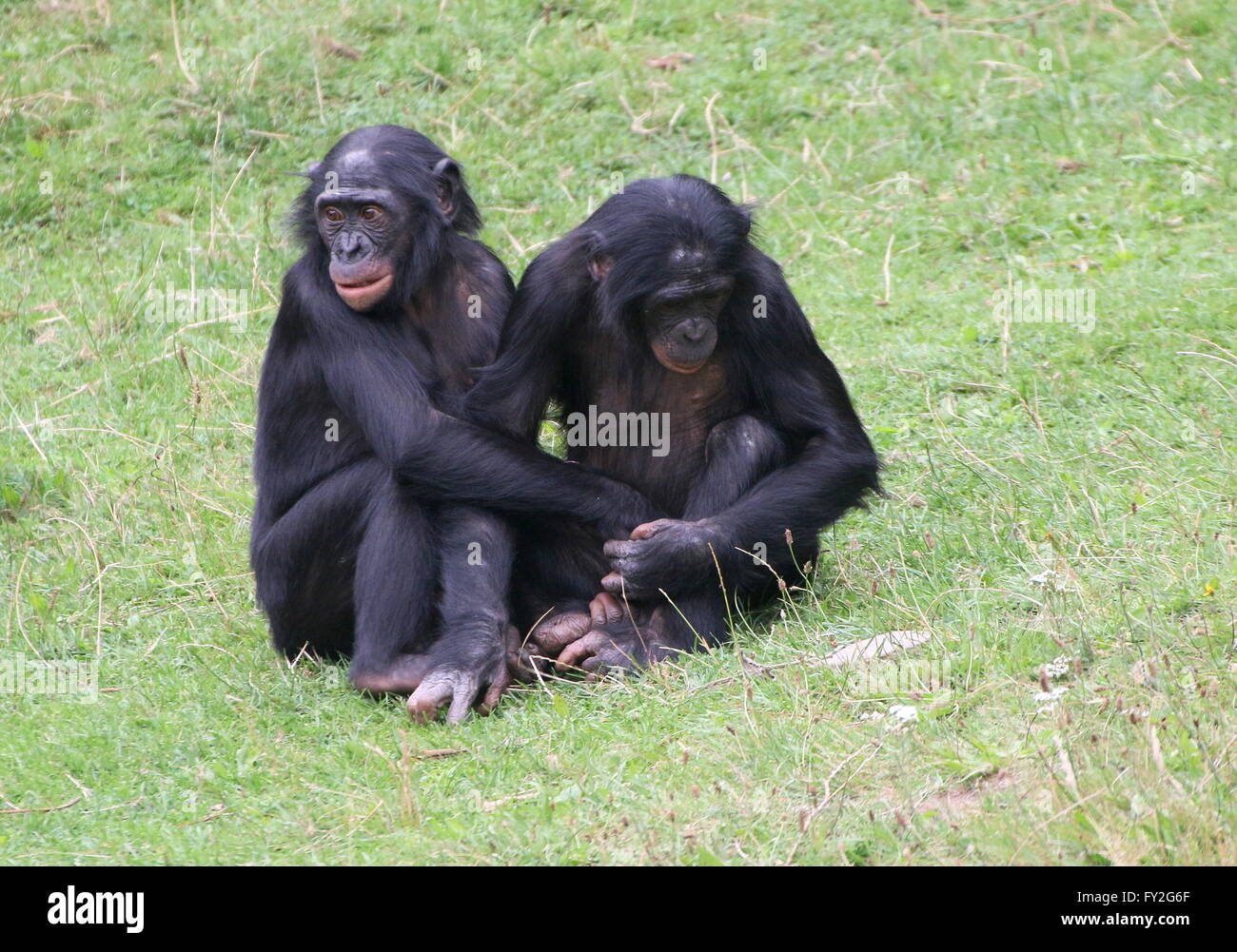 Deux jeunes femmes chimpanzés bonobos africains (pan paniscus) se tenant à proximité Banque D'Images