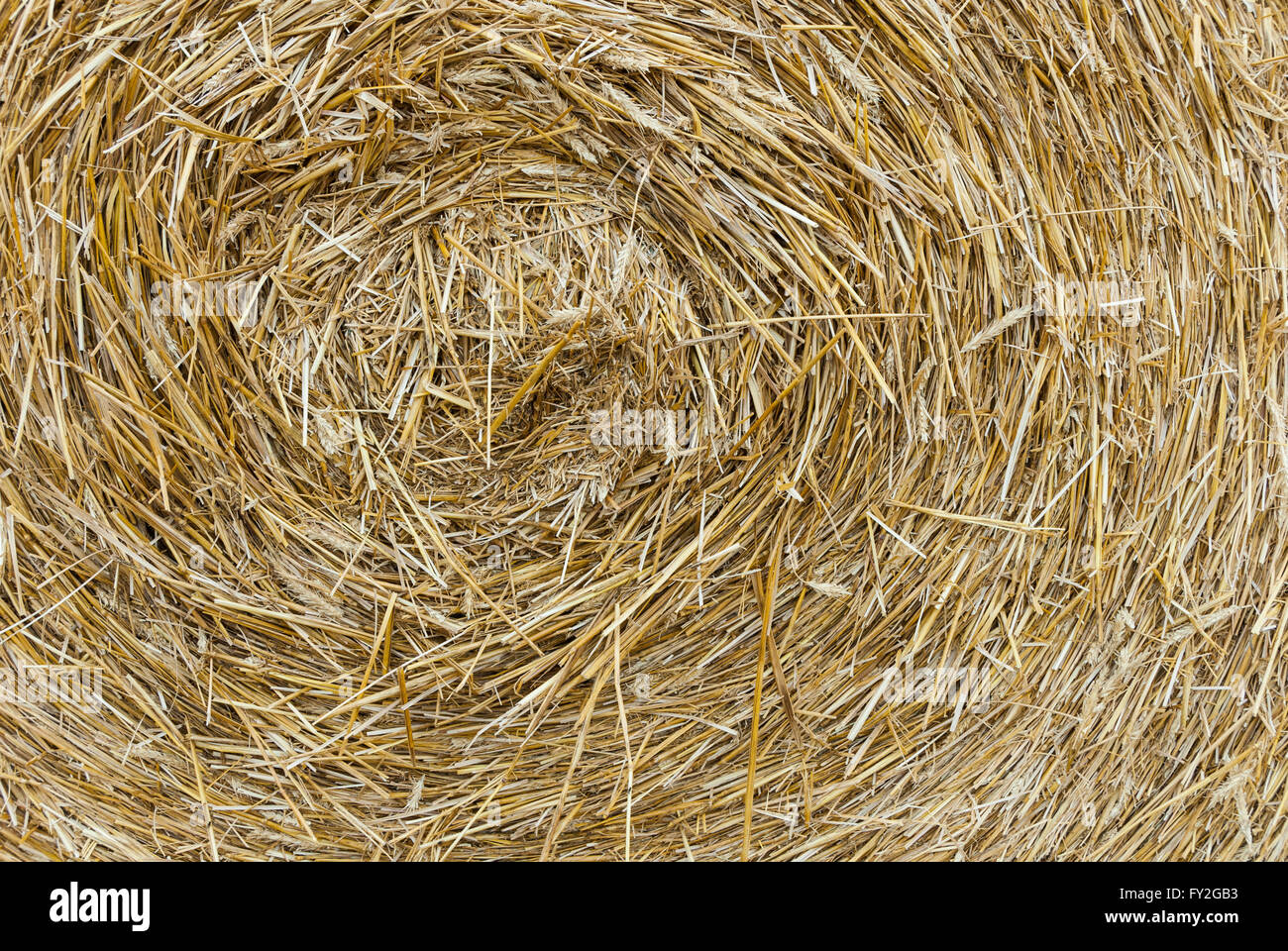 Détail d'une balle ronde avec de la paille et les oreilles Banque D'Images