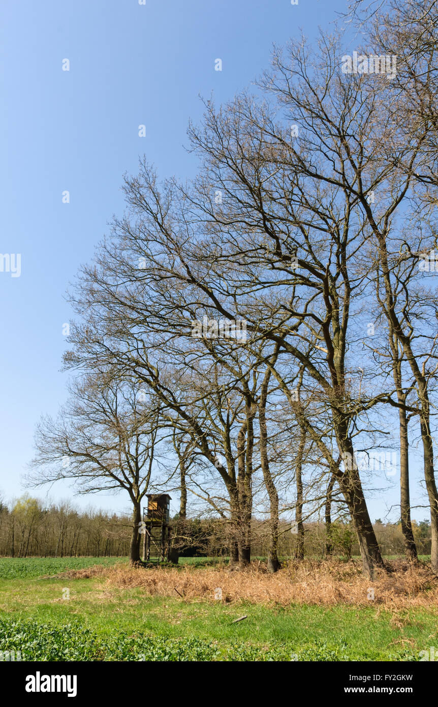 Boîtier à l'extrémité d'une rangée d'arbres dans un champ Banque D'Images