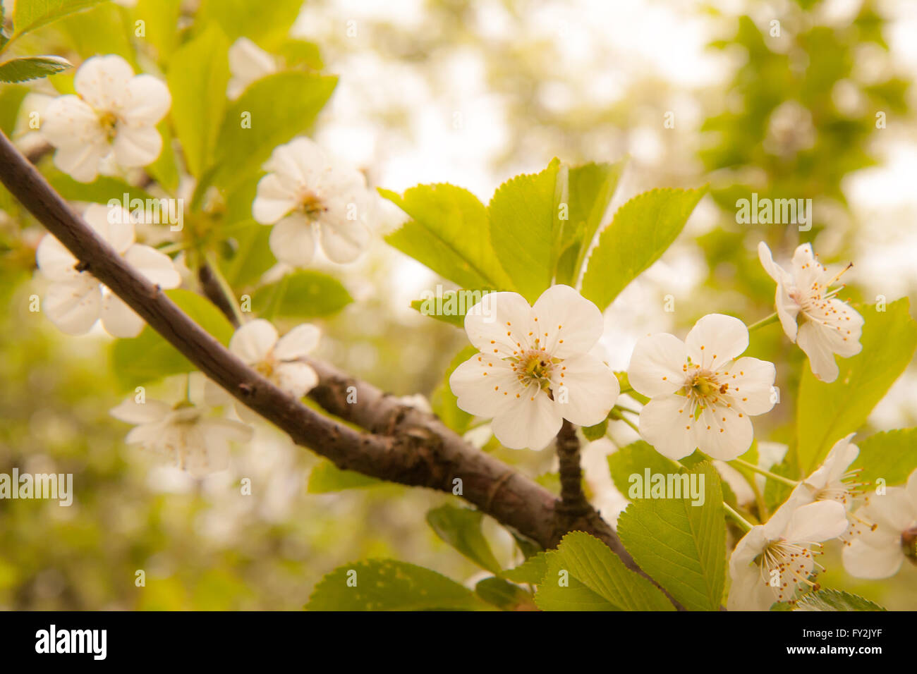 Printemps fleurs de cerisier fleurs blanches Banque D'Images