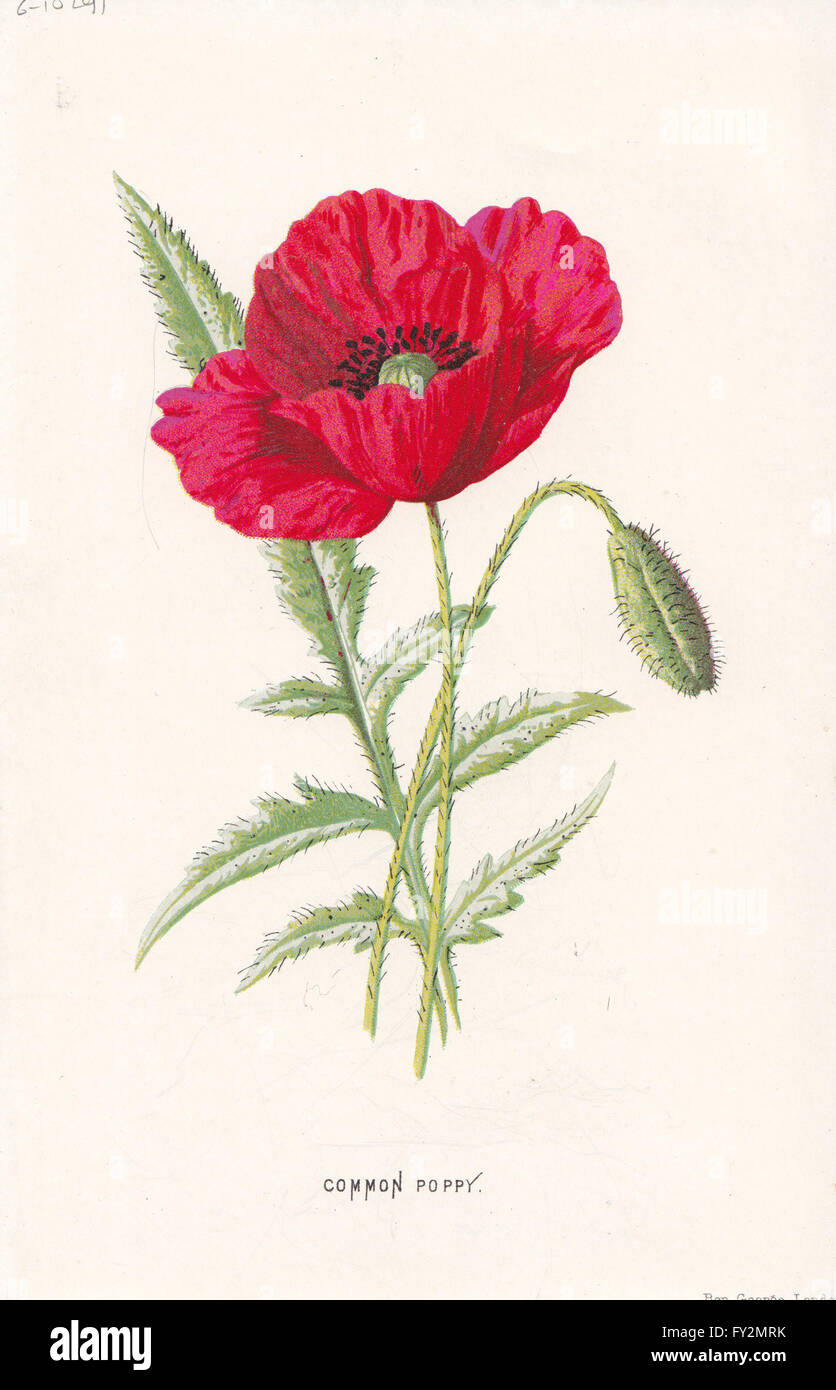 Fleurs : coquelicot écarlate commun ou Red-Weed, antique print c1895 Banque D'Images