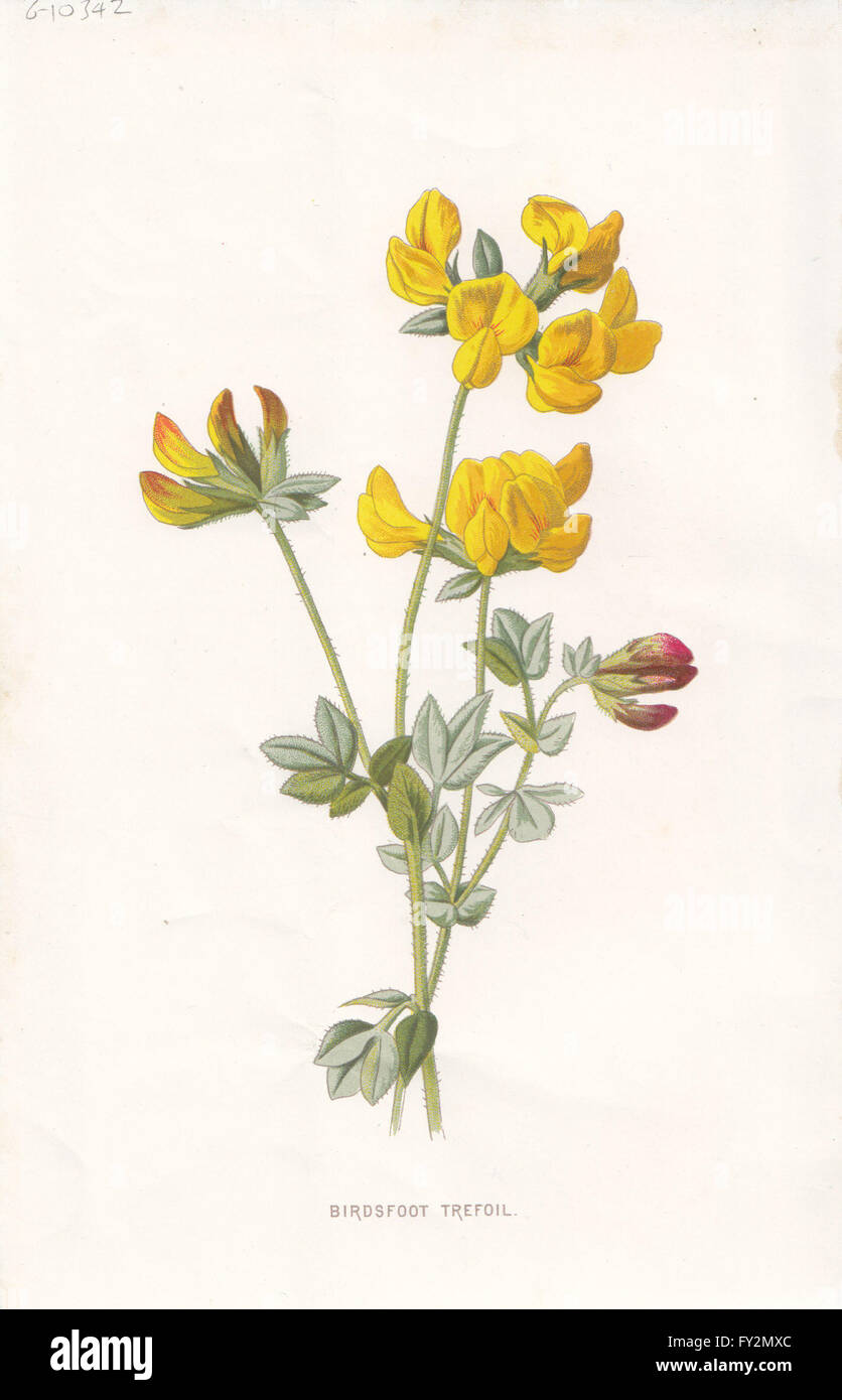 Fleurs : Le lotier, antique print c1895 Banque D'Images