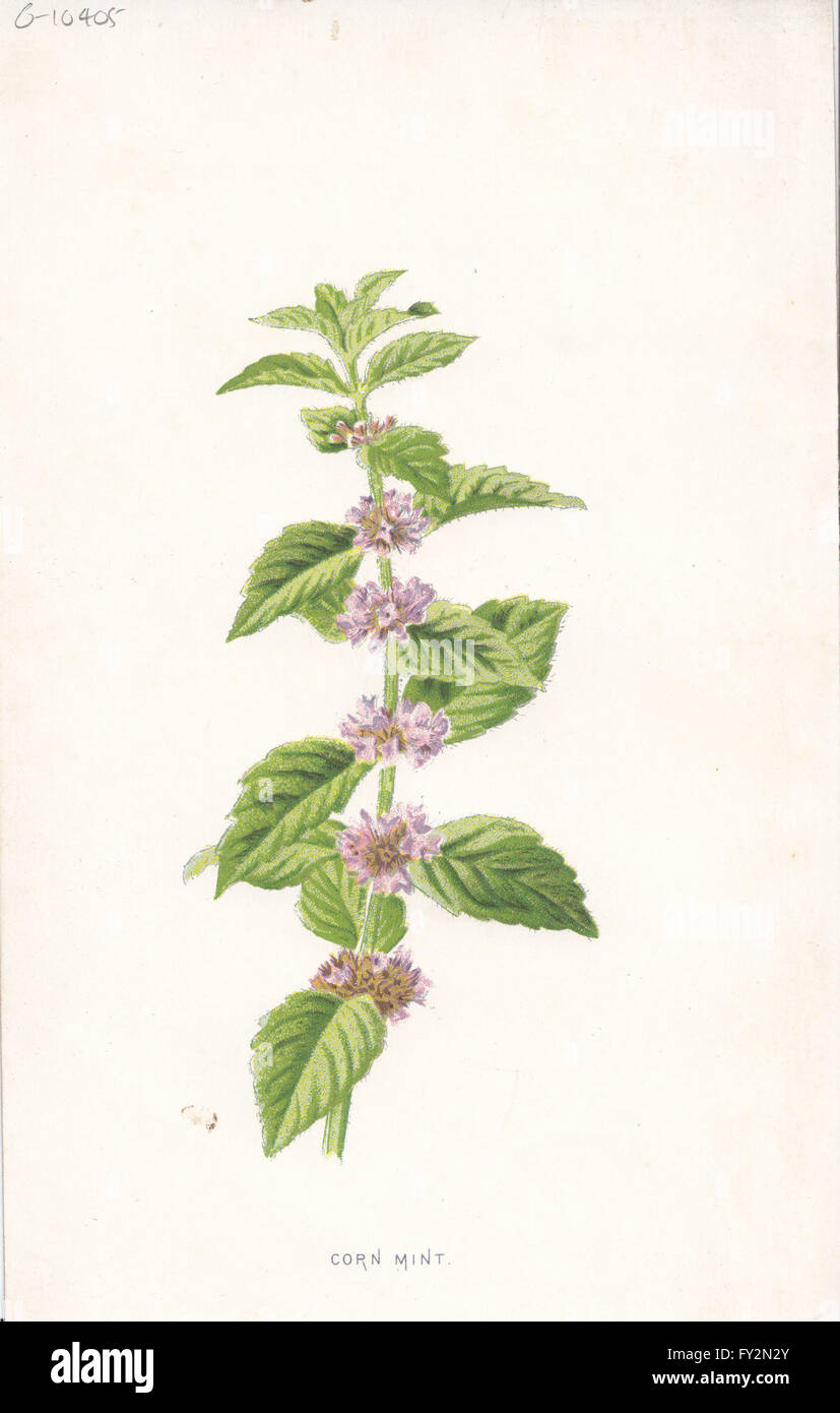Fleurs : Corn-Mint, antique print c1895 Banque D'Images