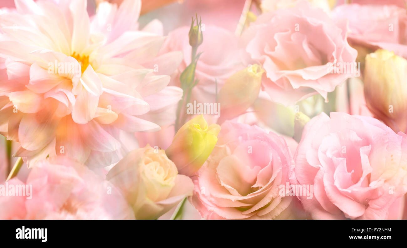 Résumé fond de fleurs de pivoine rose Banque D'Images