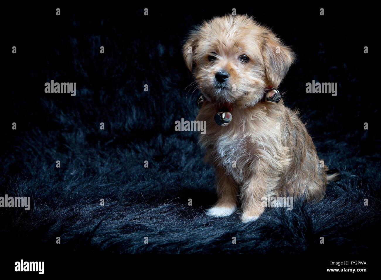 Yorkshire Terrier et chiot de race mixte Maltais Banque D'Images