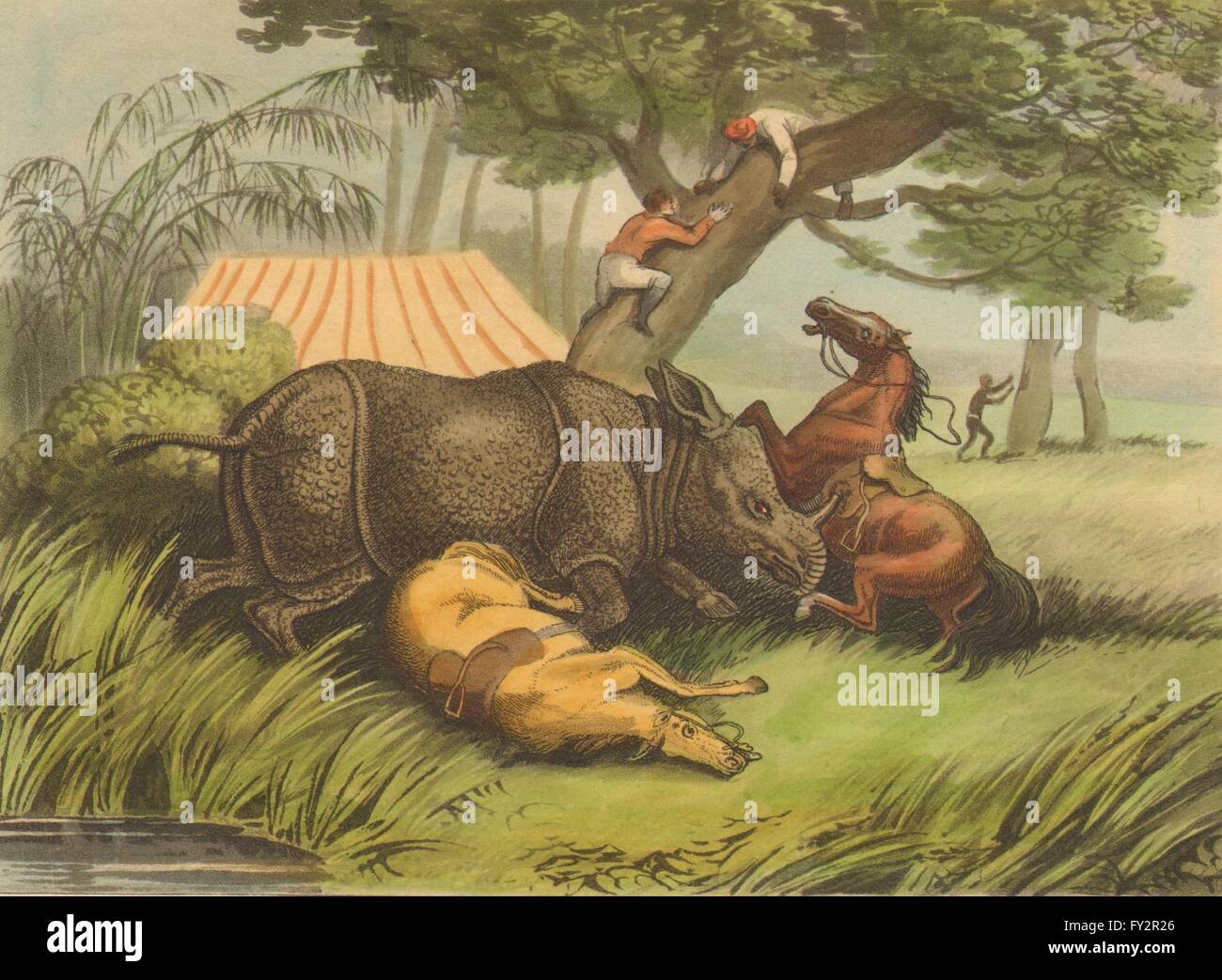 Inde : Rhinoceros attaquer les chevaux. Arbre d'escalade des chasseurs. Tente (Orme) , 1814 Banque D'Images