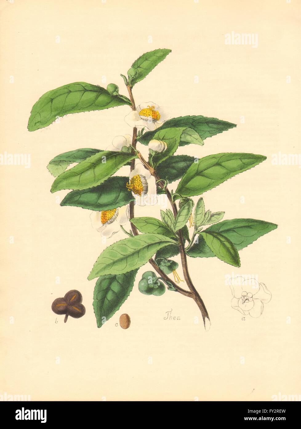 PLANTAE UTILIORES : l'arbre de thé (Thea) Part de la couleur. Burnett, old print 1842 Banque D'Images