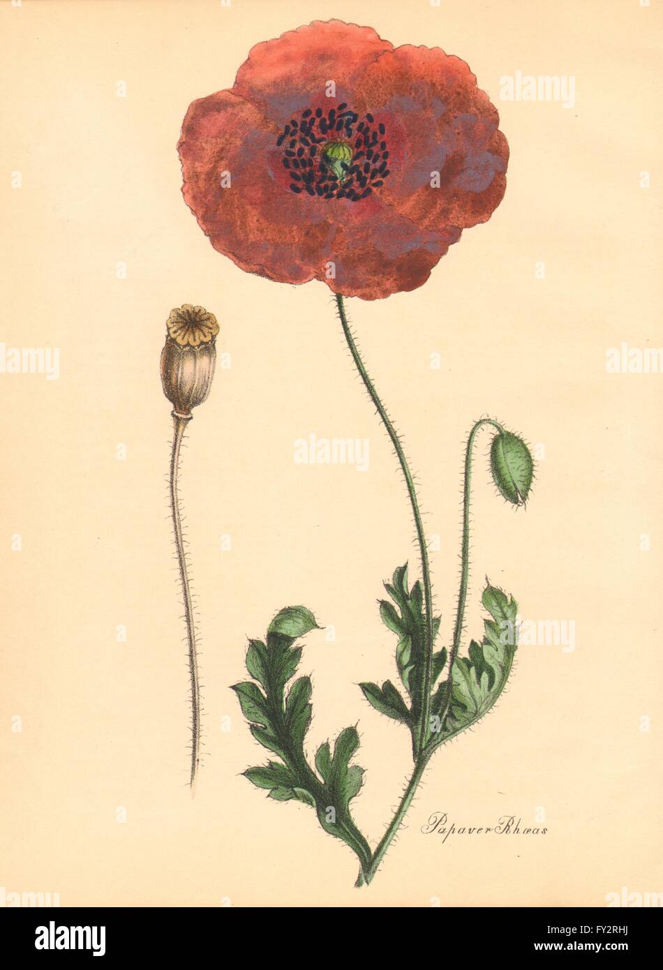 PLANTAE UTILIORES : Coquelicot (Papaver rhoeas) Part de la couleur. Burnett, 1842 imprimer Banque D'Images