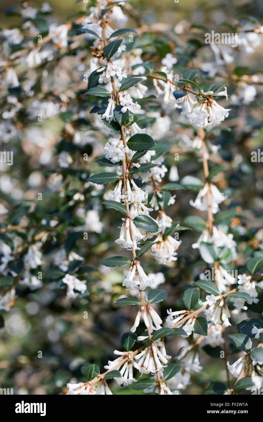 Osmanthus delavayi en fleur au printemps. Banque D'Images