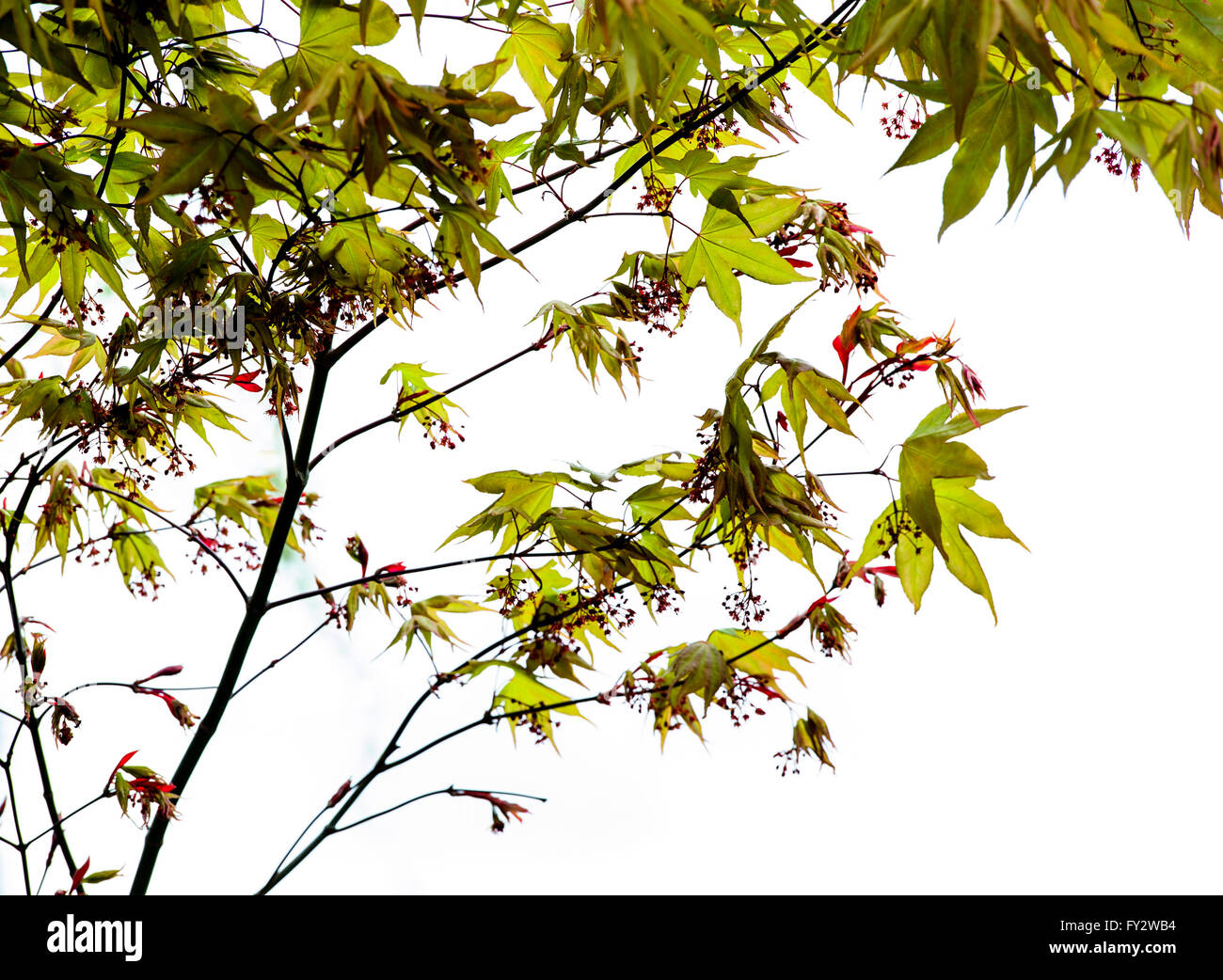 Acer palmatum Osakazuki au début du printemps. Banque D'Images