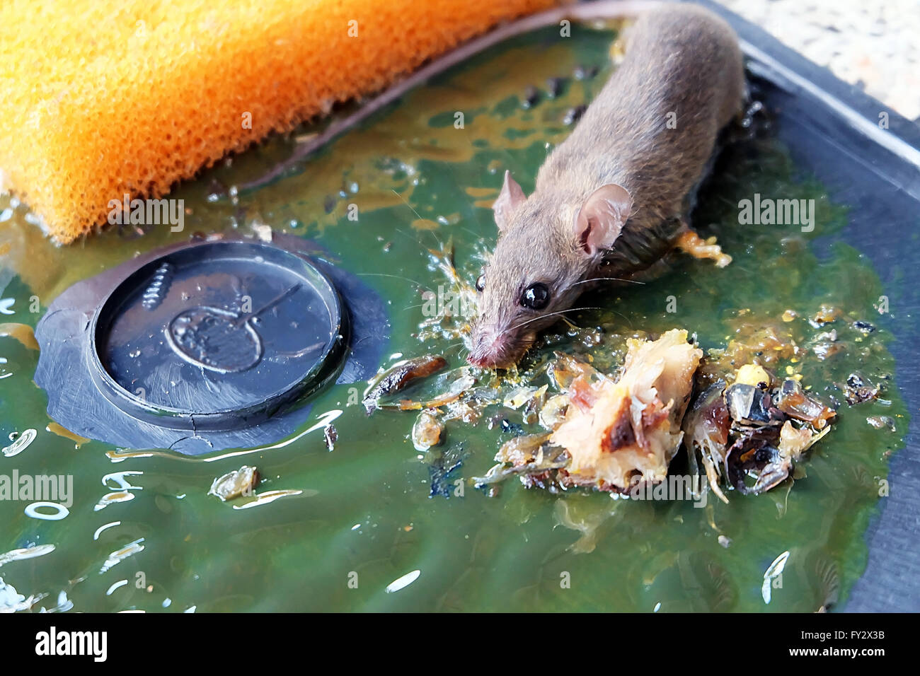 Rats Morts sur rat pièges de colle. Les rats sont une nuisance à la Chambre  Photo Stock - Alamy