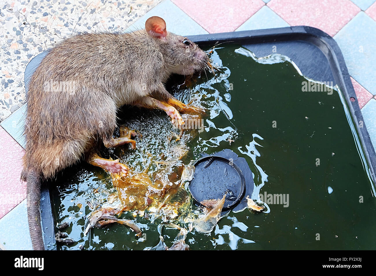 Rats Morts sur rat pièges de colle. Les rats sont une nuisance à la Chambre  Photo Stock - Alamy