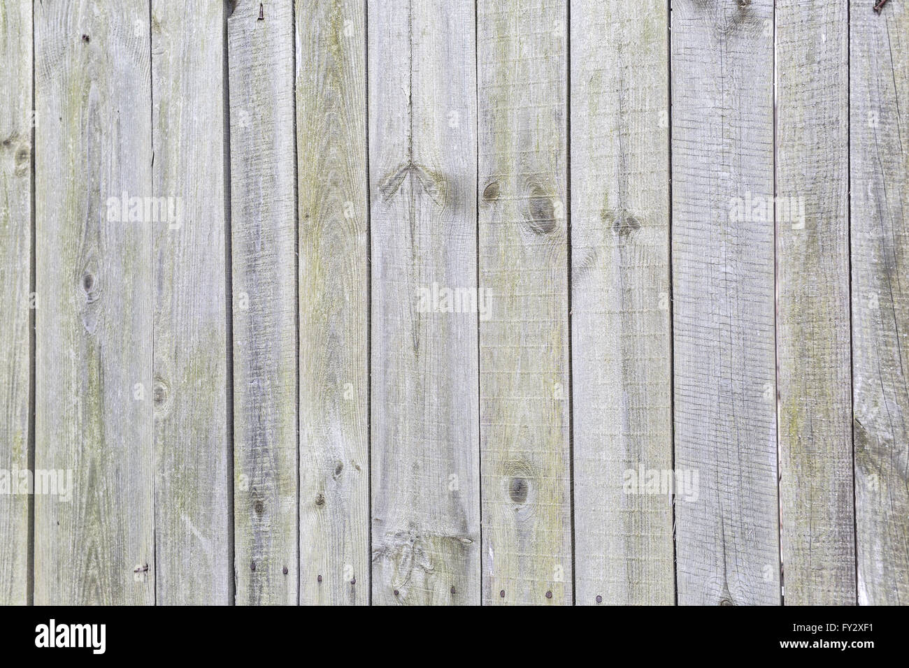 Vieux fond de bois gris. Photo de structure en bois. Banque D'Images