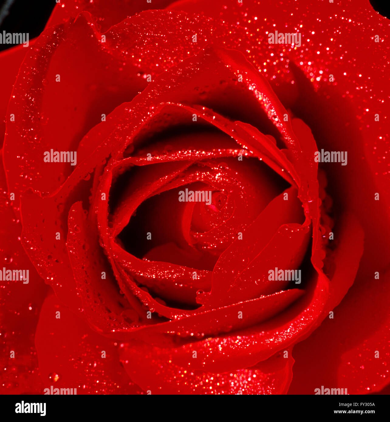 Close-up of a red rose avec des gouttelettes d'eau sur ses feuilles. Banque D'Images