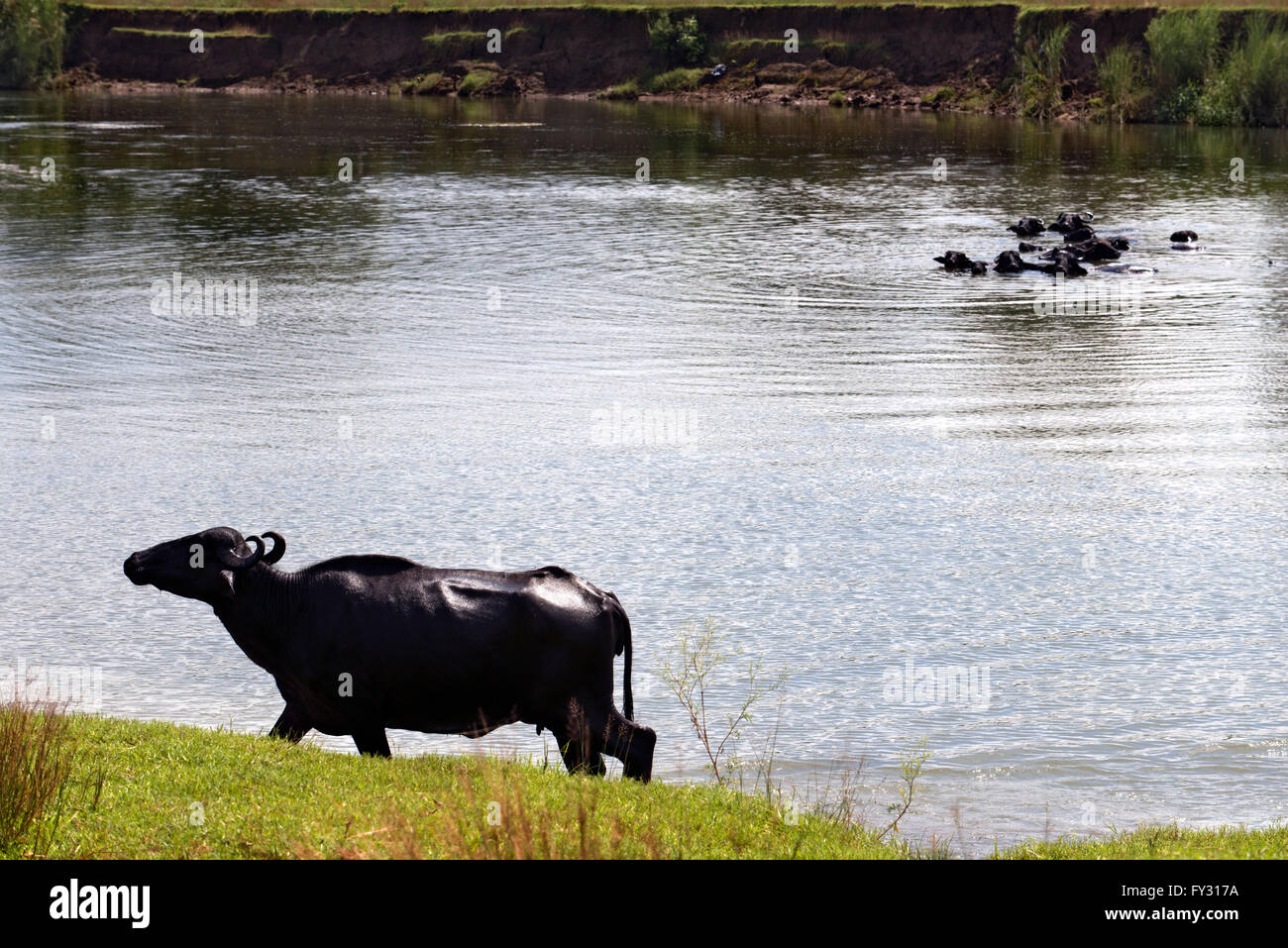 Les buffles se baigner dans la rivière Rapti, parc national de Chitwan, Népal, Asie Banque D'Images