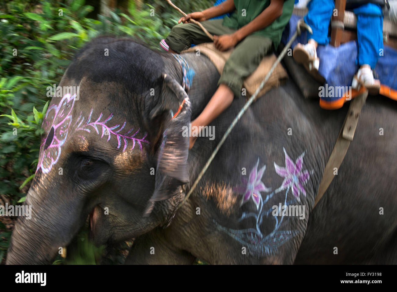 Indien ou rhinocéros à une corne et les touristes sur l'Elephant safari dans le parc national de Chitwan, au Népal Banque D'Images