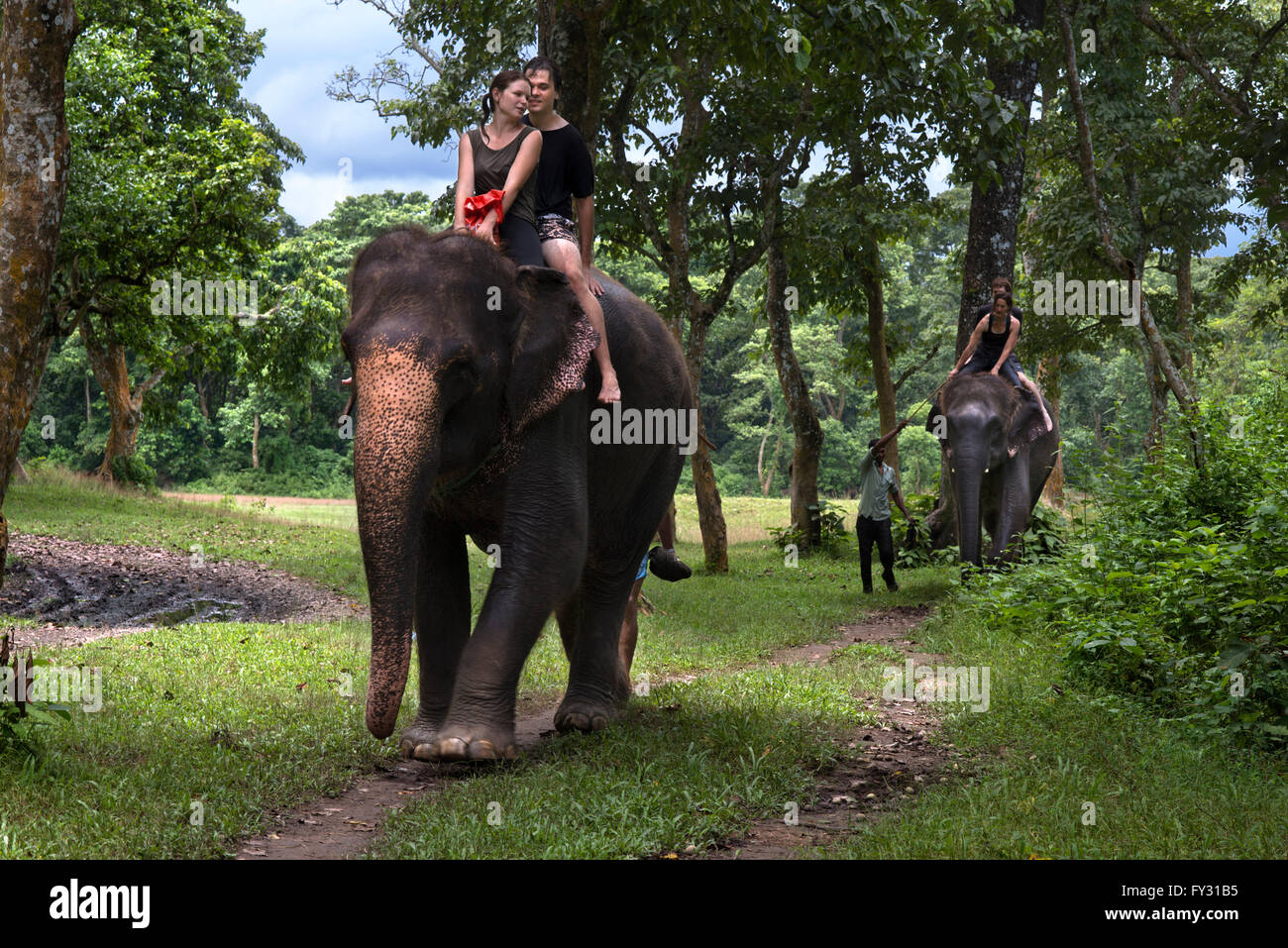 Indien ou rhinocéros à une corne et les touristes sur l'Elephant safari dans le parc national de Chitwan, au Népal Banque D'Images