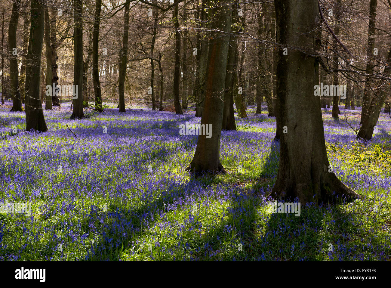 Un bois bluebell (Hyacinthoides non scripta) dans l'Oxfordshire, UK Banque D'Images