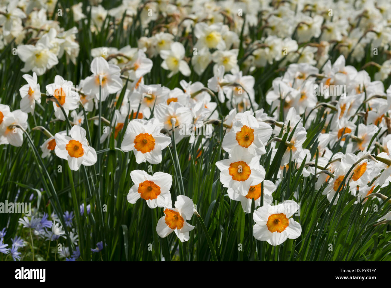 Une profusion de narcisse blanc avec trompettes orange floraison sur une colline en avril en Angleterre. Banque D'Images
