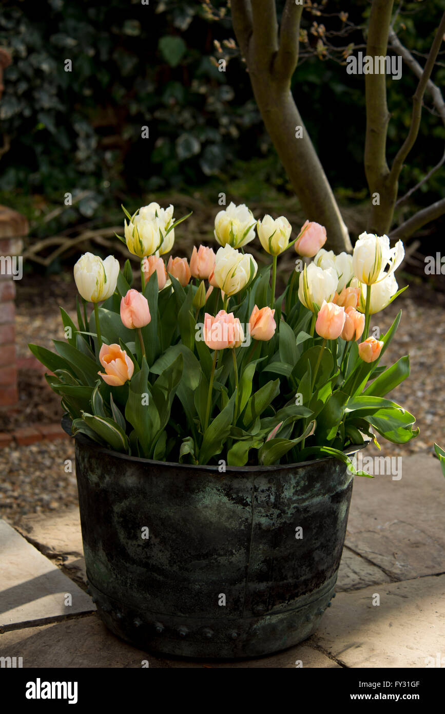 Tulipes roses et blanches dans un vieux bac de cuivre sur une terrasse en avril. Banque D'Images