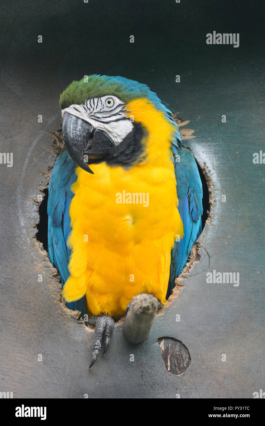 Bleu et or Macaw (Ara ararauna), du Brésil Banque D'Images