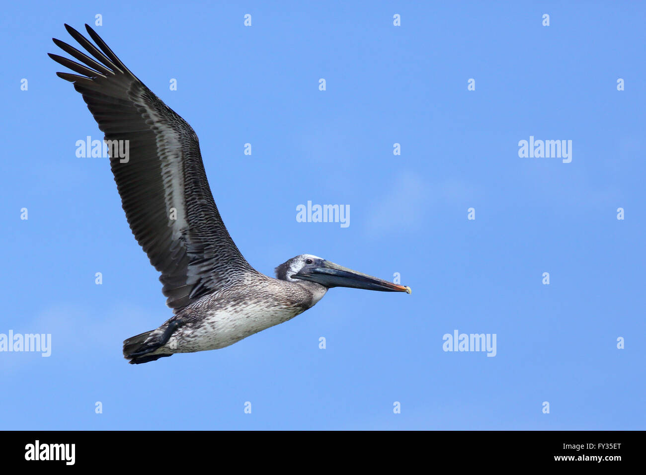 Pelican battant avec un ciel bleu Banque D'Images