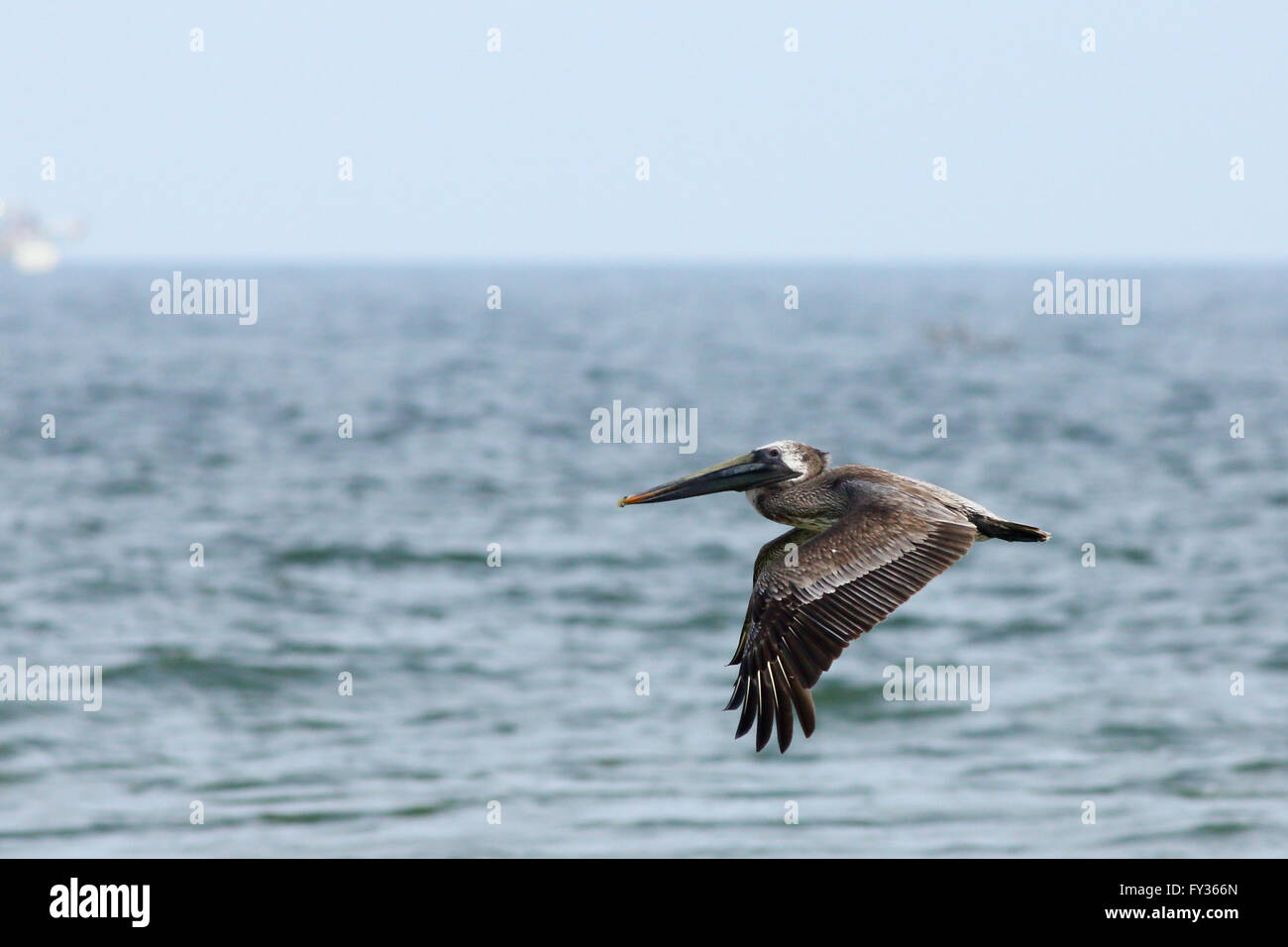 Pelican battant sur l'océan Banque D'Images
