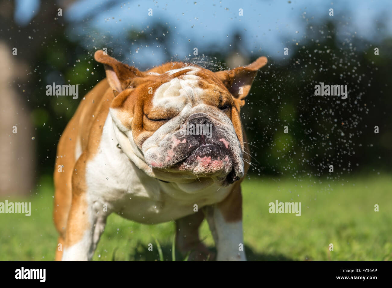 Bulldog anglais - idées d'été rafraîchissante Banque D'Images