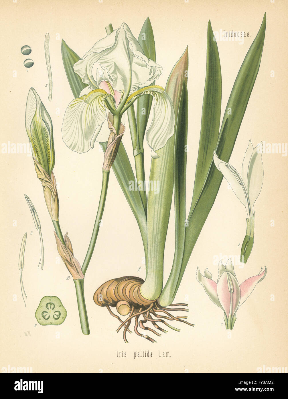 Iris iris doux ou dalmate, Iris pallida. Chromolithographie après une illustration botanique par Walther Hermann Muller d'Adolph Koehler's Plantes médicinales, sous la direction de Gustav Pabst, Koehler, Allemagne, 1887. Banque D'Images