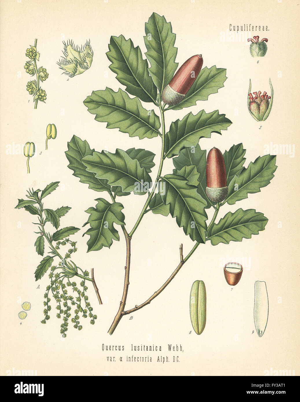 Alep, Quercus infectoria (Quercus lusitanica var. infectoria). Chromolithographie après une illustration botanique de Hermann Adolph Koehler's Plantes médicinales, sous la direction de Gustav Pabst, Koehler, Allemagne, 1887. Banque D'Images