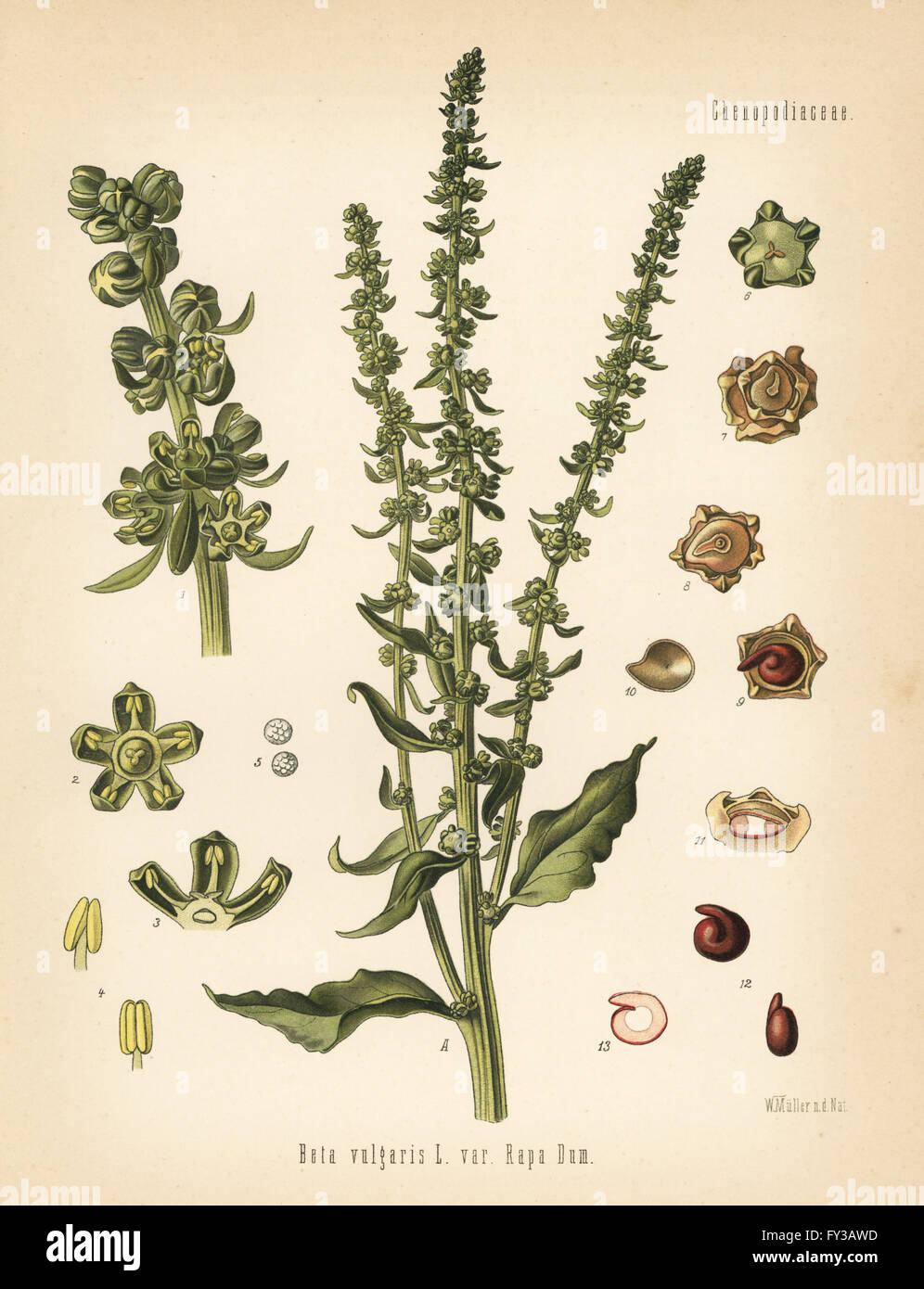 La betterave fourragère, Beta vulgaris var. rapa. Chromolithographie après une illustration botanique par Walther Hermann Muller d'Adolph Koehler's Plantes médicinales, sous la direction de Gustav Pabst, Koehler, Allemagne, 1887. Banque D'Images