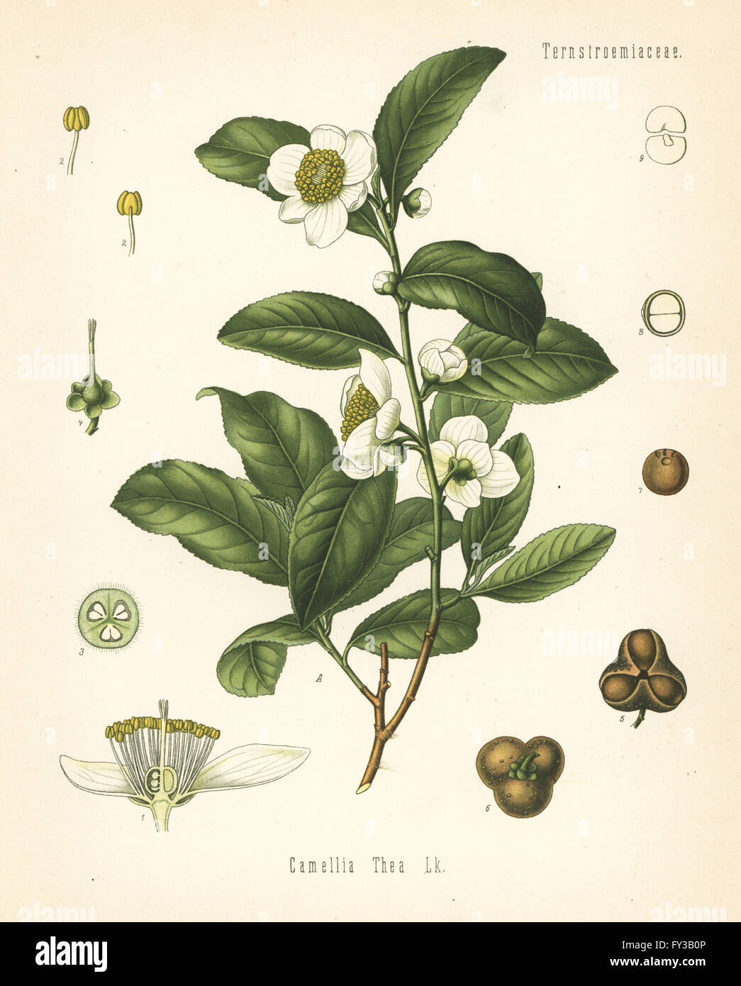 Usine de thé, Camellia sinensis (Camellia thea). Chromolithographie après une illustration botanique de Hermann Adolph Koehler's Plantes médicinales, sous la direction de Gustav Pabst, Koehler, Allemagne, 1887. Banque D'Images