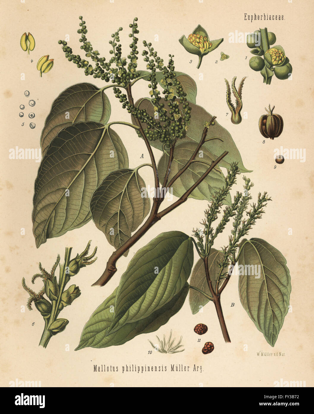 Kamala arbre ou arbre kumkum, Mallotus philippinensis. Chromolithographie après une illustration botanique par Walther Hermann Muller d'Adolph Koehler's Plantes médicinales, sous la direction de Gustav Pabst, Koehler, Allemagne, 1887. Banque D'Images