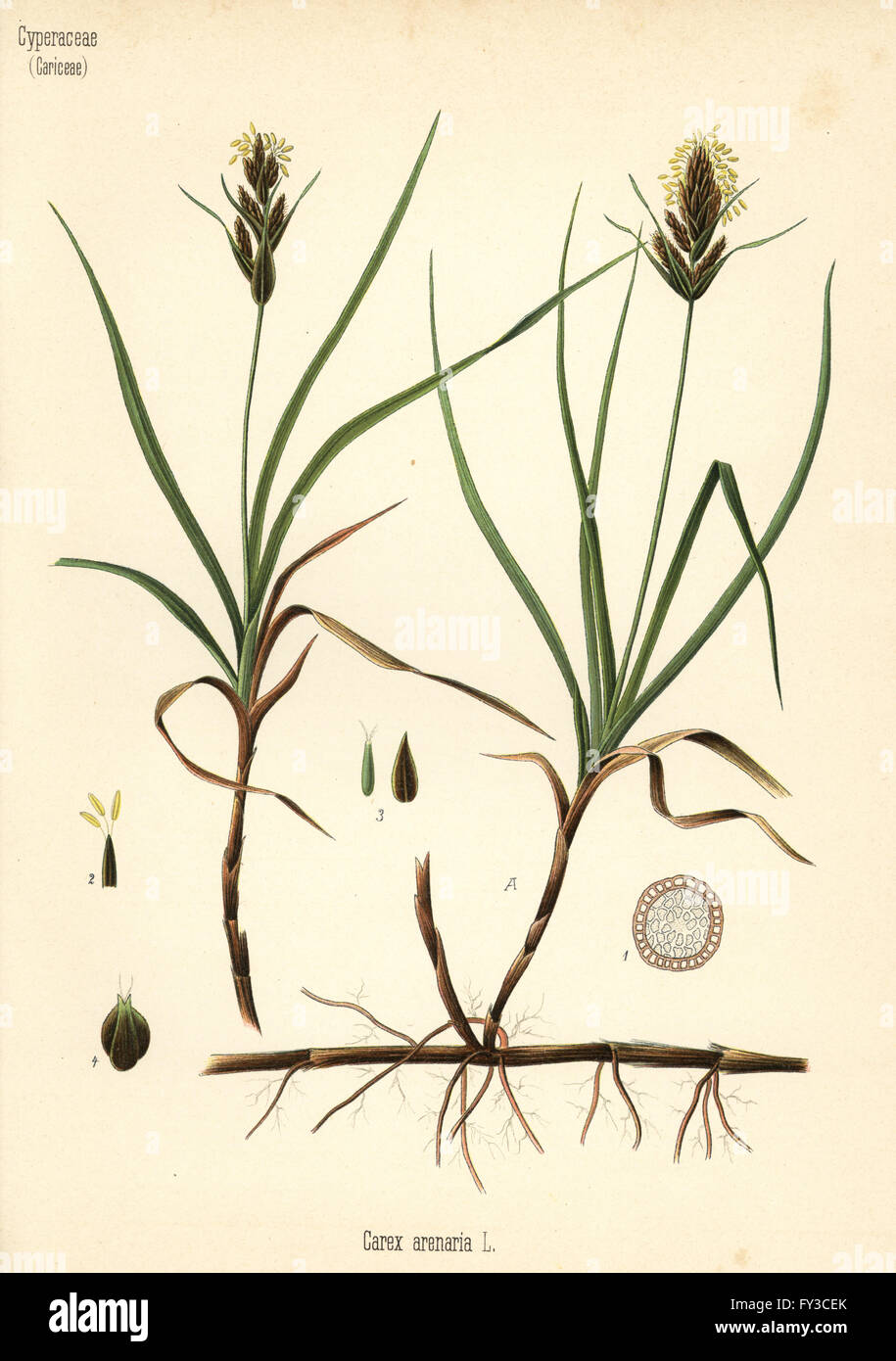 Laîche de sable ou de l'allemand la salsepareille, Carex arenaria. Chromolithographie après une illustration botanique de Hermann Adolph Koehler's Plantes médicinales, sous la direction de Gustav Pabst, Koehler, Allemagne, 1887. Banque D'Images