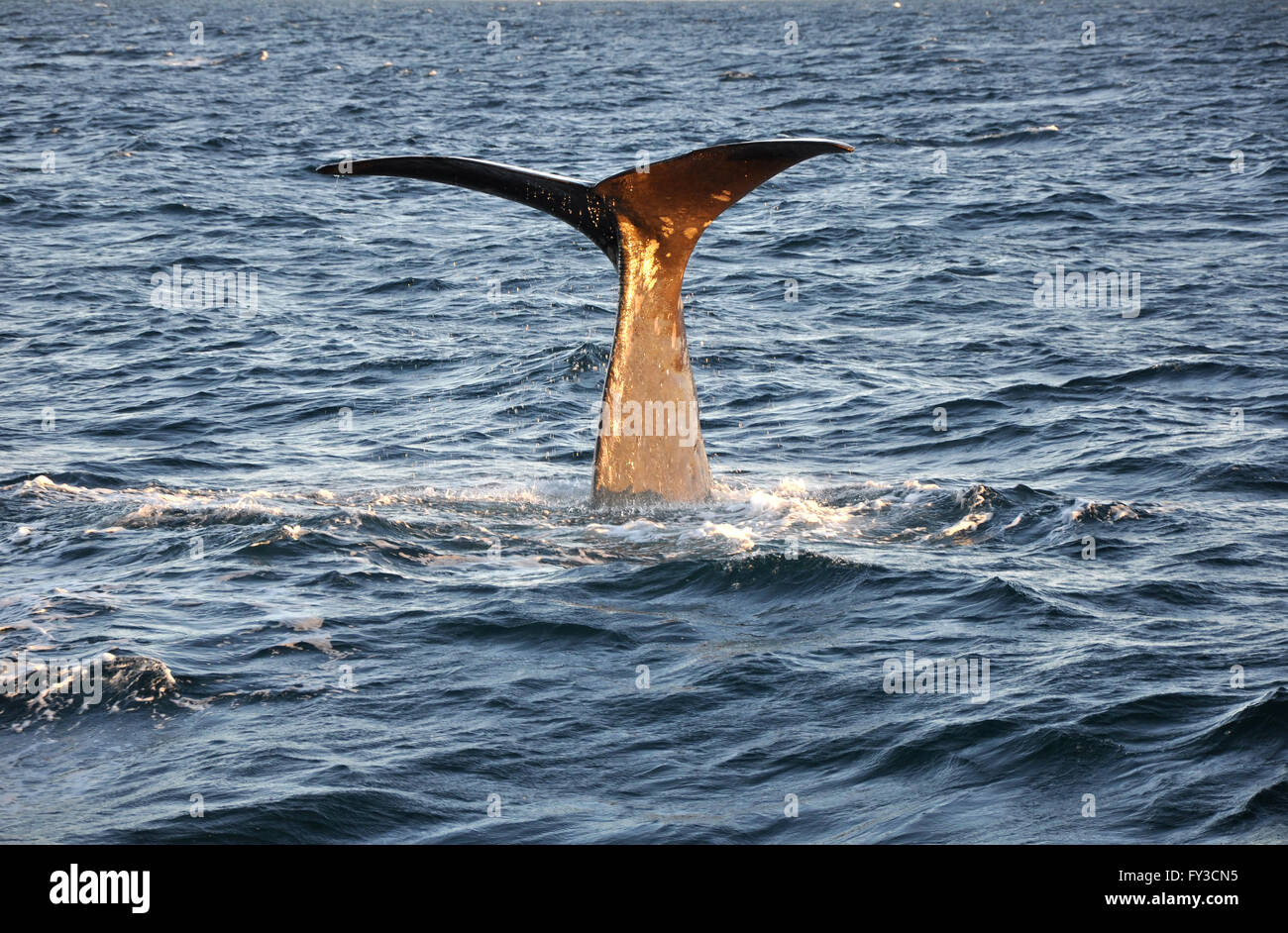 Queue de baleine avec de l'eau gouttes Banque D'Images