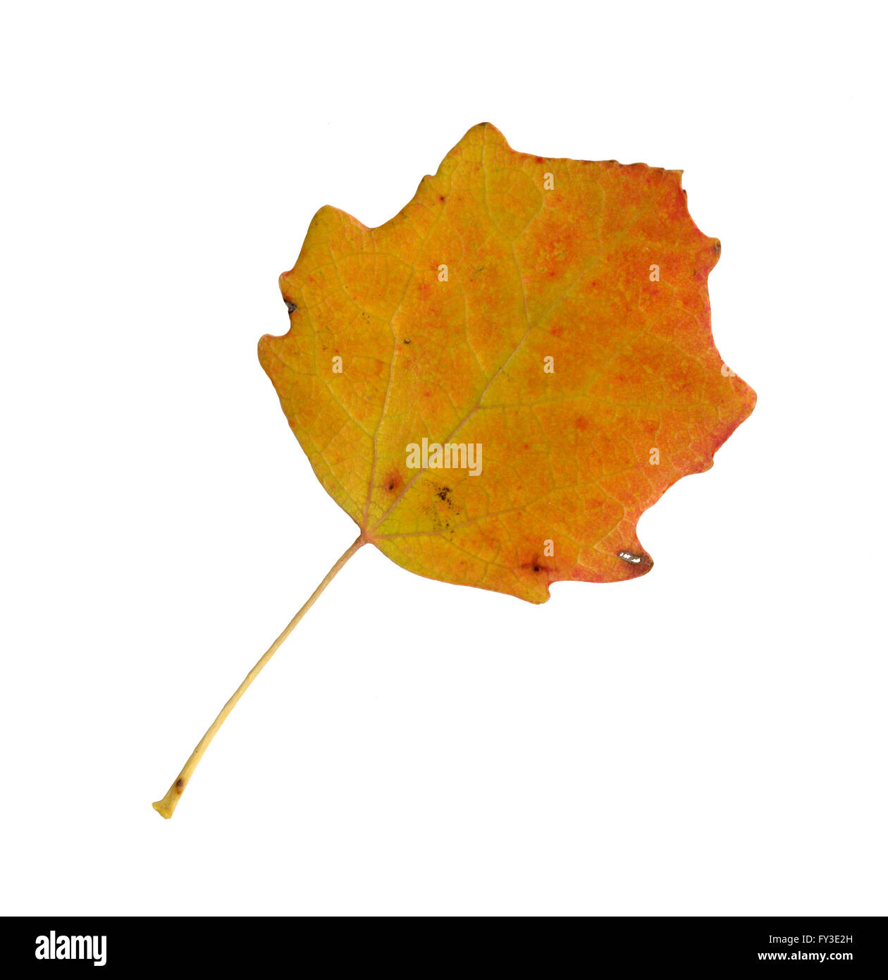 Les feuilles d'automne d'une surface supérieure, tremble, Populus tremula Banque D'Images